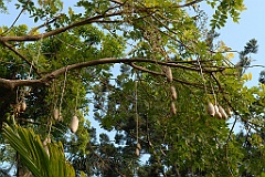 0329 Cairns Botanic Gardens